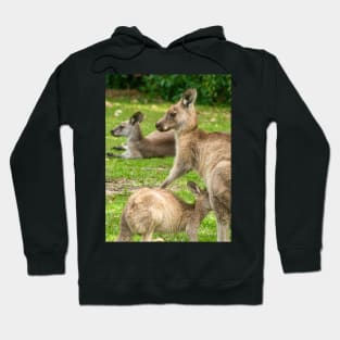 Mother Eastern Grey Kangaroo feeding Joey Hoodie